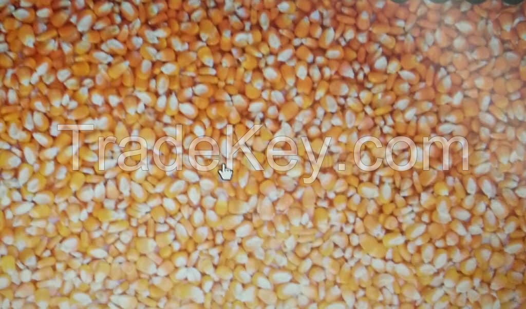 white/ yellow corn