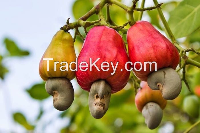 Raw cashew nuts