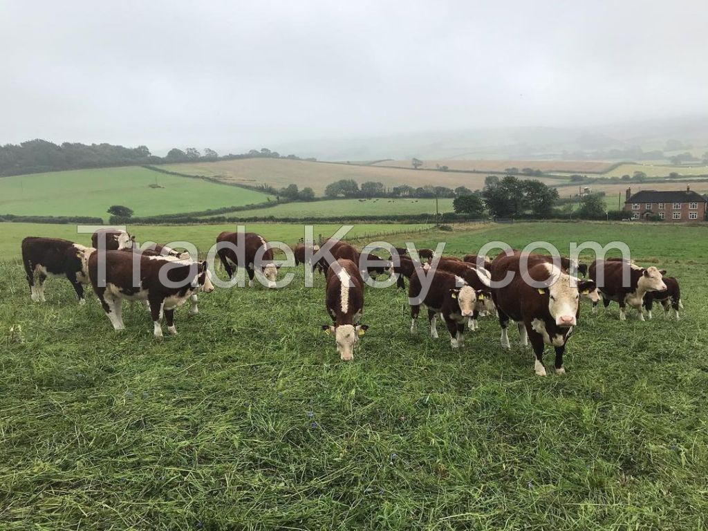 pregnant holstein heifers , simmental dairy cattle , angus bulls, diary cows, goats and sheep for sale