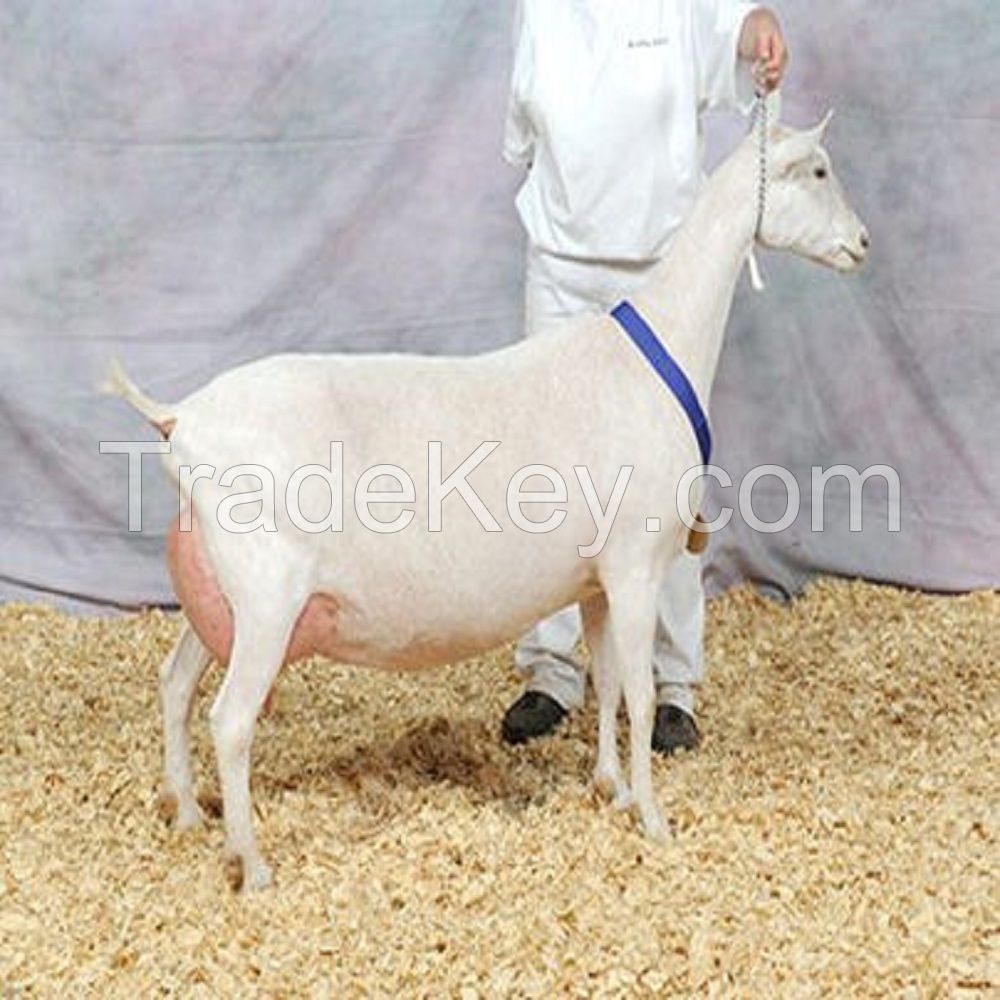 Saanen alive / live Goat Ready For Sale