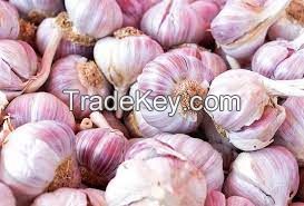 Garlic