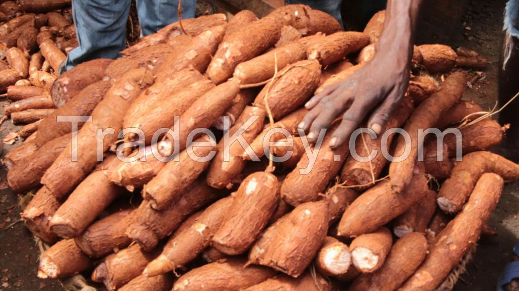 Cassava