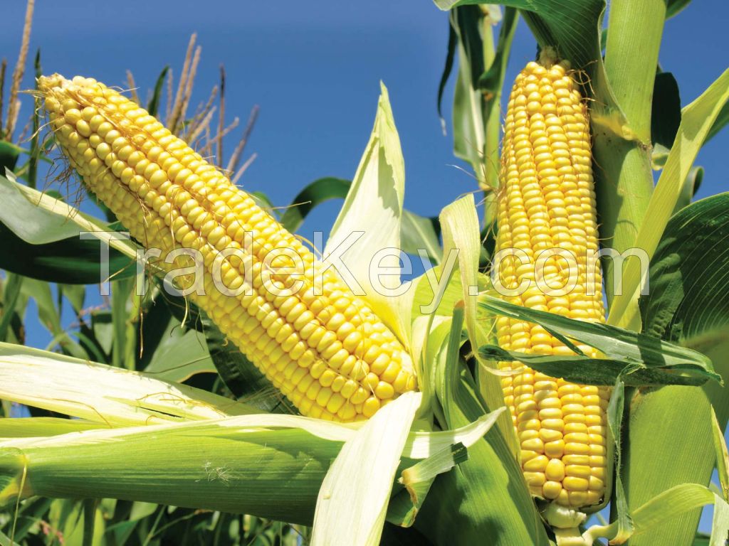 Corn (maize)