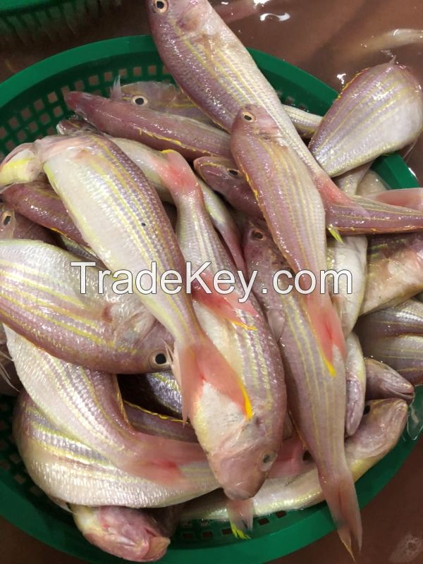 Frozen Golden Threadfin Bream