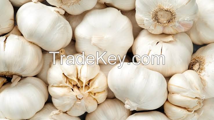 Garlic, Welsh onion, Chinese onion