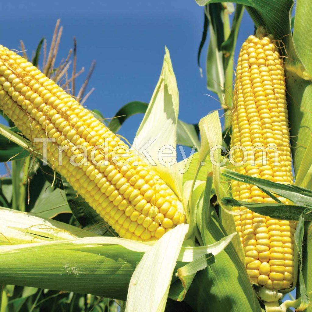 Yellow Corn