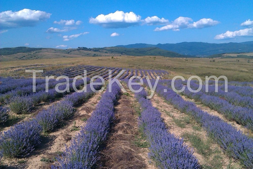 bio lavender oil