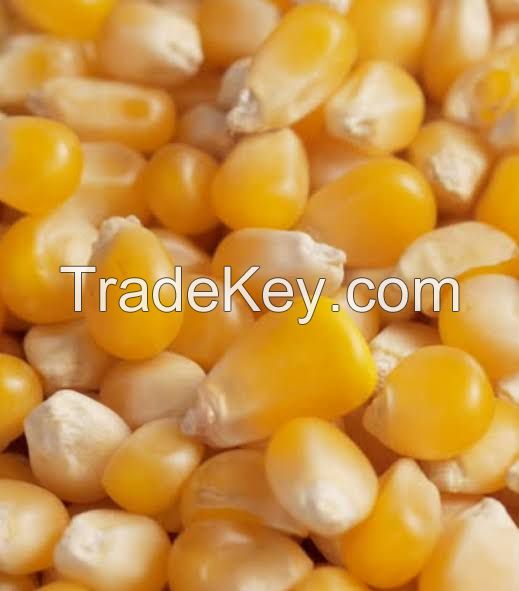 Grain: yellow corn