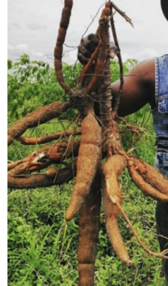 Fresh Cassava