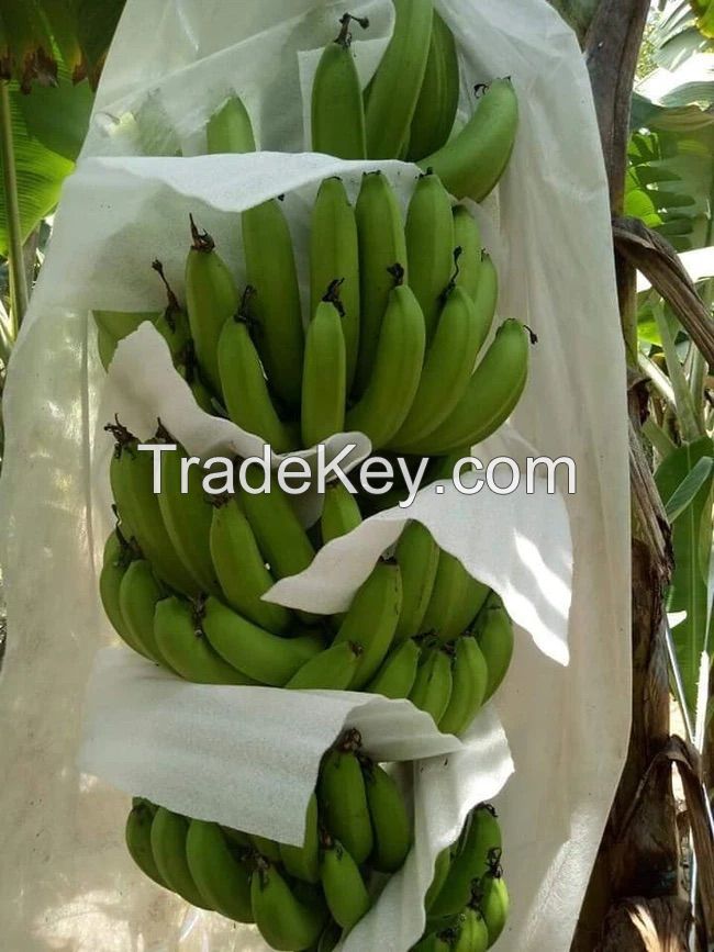 Bananas