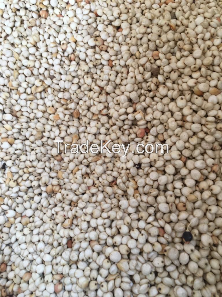 Soya Beans