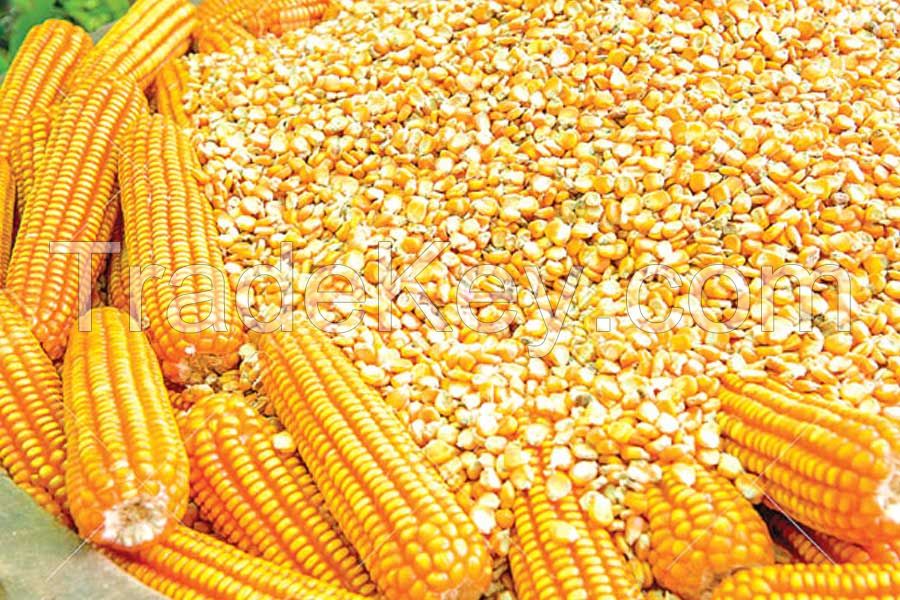 High Quality protein Maize