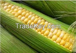 High Quality protein Maize