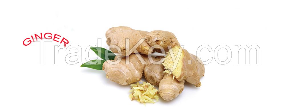 High Quality Hygienic Ginger