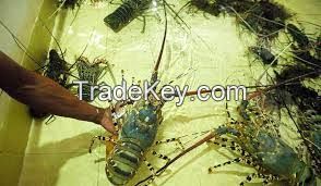 Live sea lobster