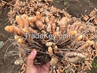 Fresh Turmeric ( High Quality Turmeric with High Curcumin Content and Long Storage Time )