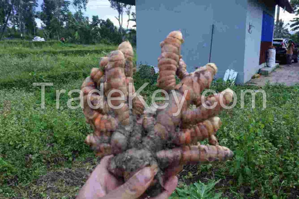 Fresh Turmeric ( High Quality Turmeric with High Curcumin Content and Long Storage Time )