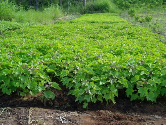 Jatropha Seeds Oil