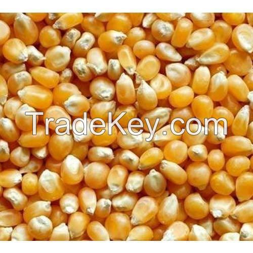 Yellow Corn/Maize