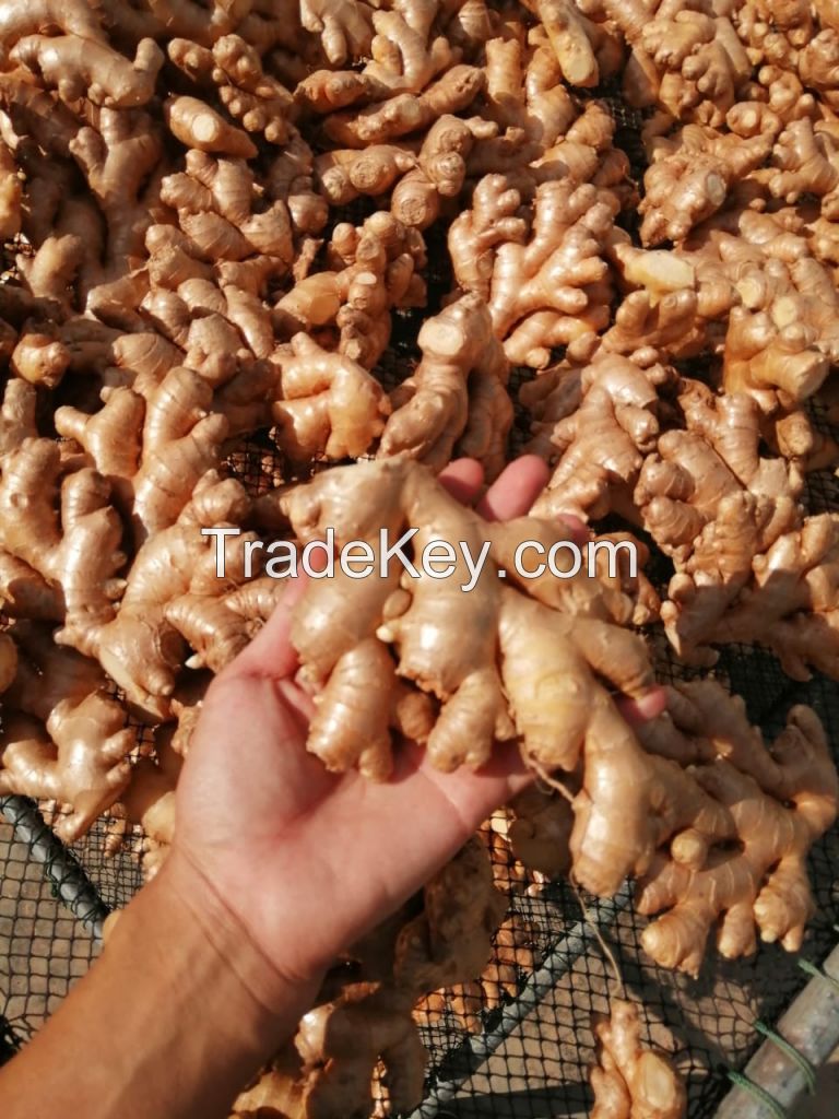 Organic Ginger