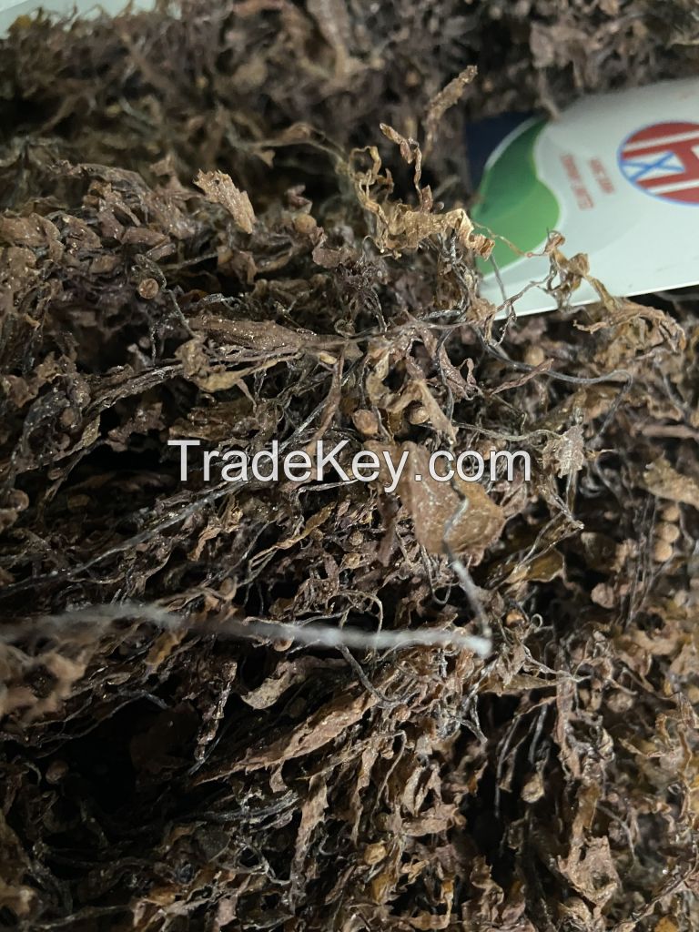 DRIED SARGASSUM SEAWEED