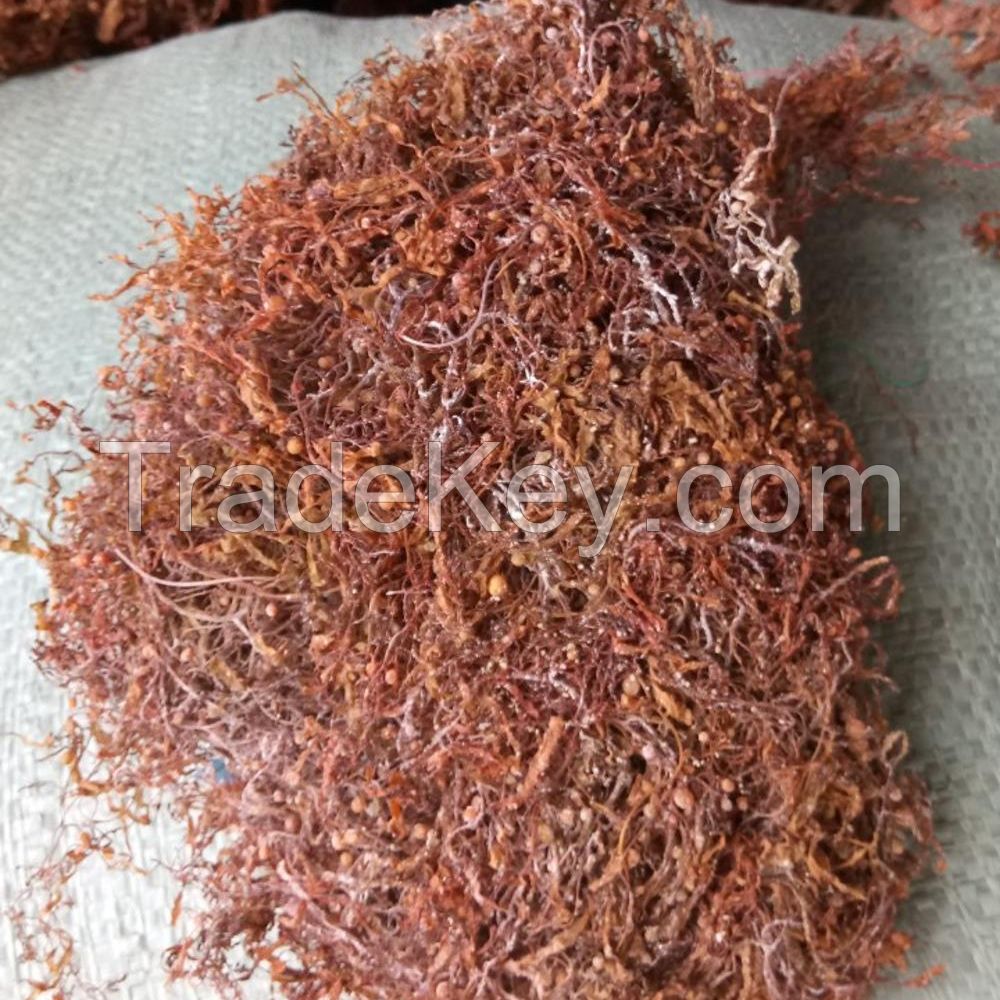 Dried Sargassum Seaweed for Animal Feeds and Fertilizer