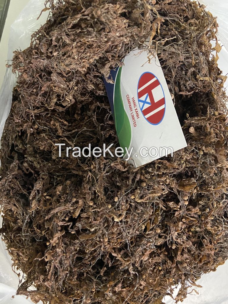 Dried Sargassum Seaweed for Animal Feeds and Fertilizer