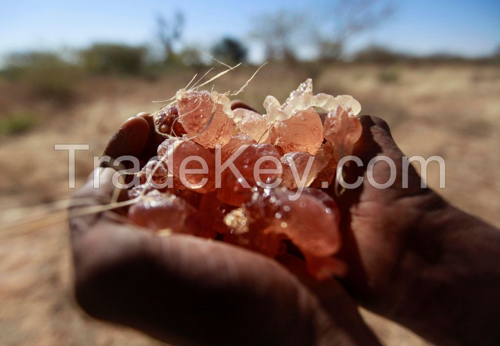 Arabic Gum