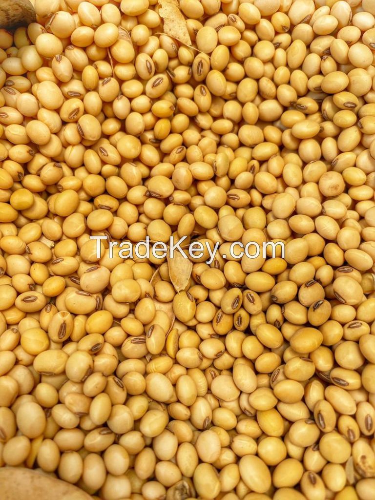 Quality Soy beans from Nigeria Available