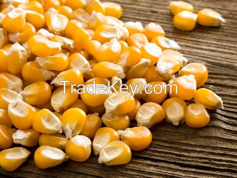 Yellow Corn