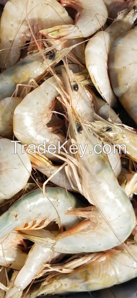 Fresh White Shrimps