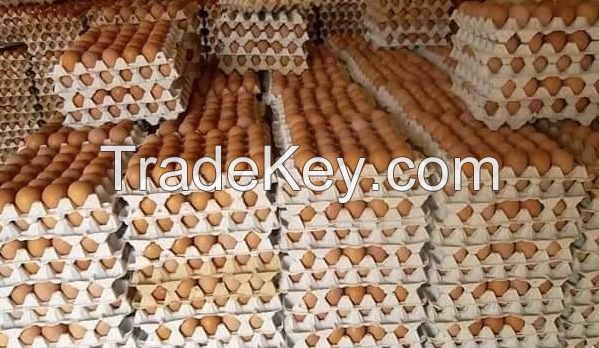 Chicken Eggs Ostrich Eggs, Chicken Eggs, Turkey Eggs Fresh Table Eggs Brown And White Farm Fresh Chicken Eggs