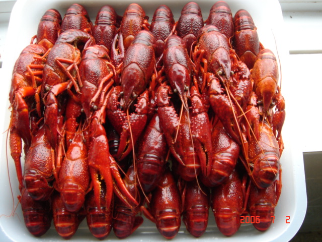 frozen cooked whole crawfish 00