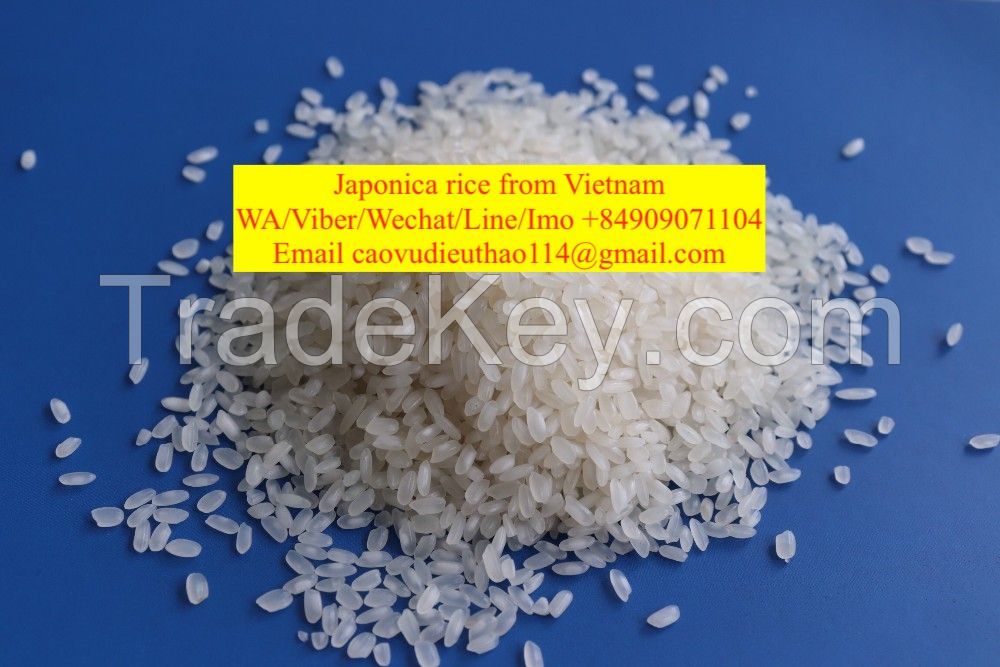 Japonica rice from Vietnam with high quality and competitive price