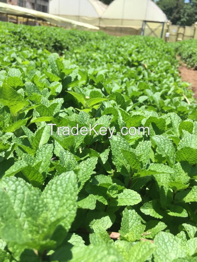 Aromatic Herbs