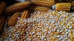 High Quality Maize