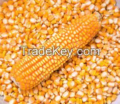 Dried Yellow Corn