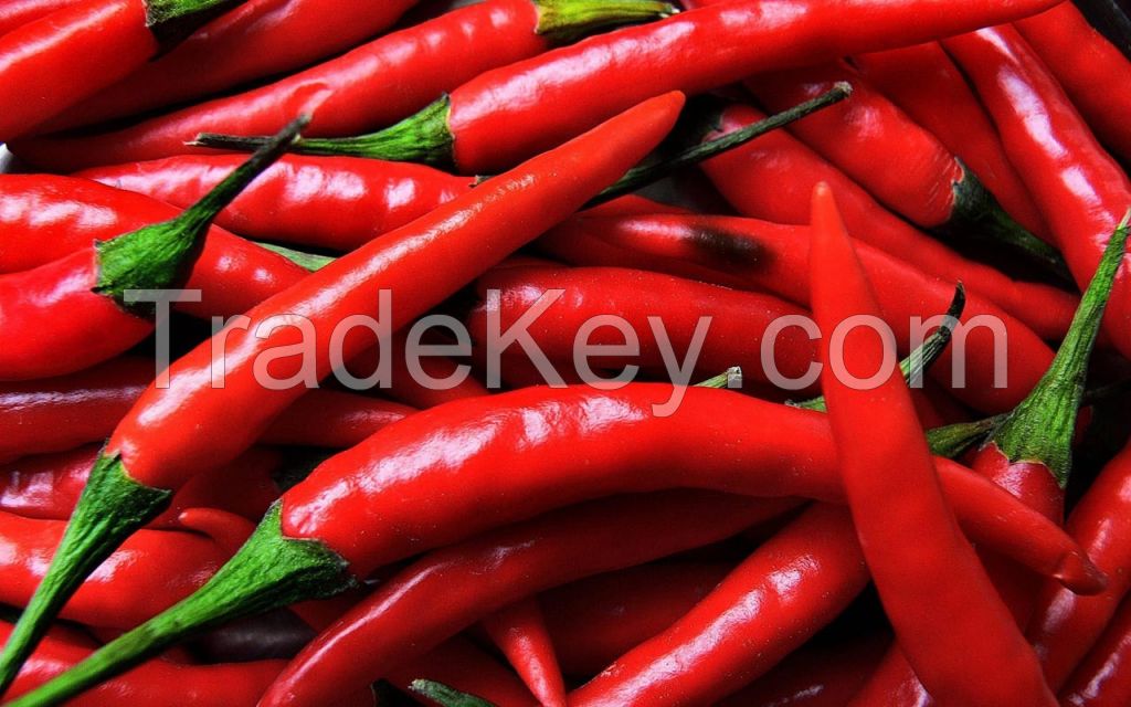 chili pepper (legon 18)