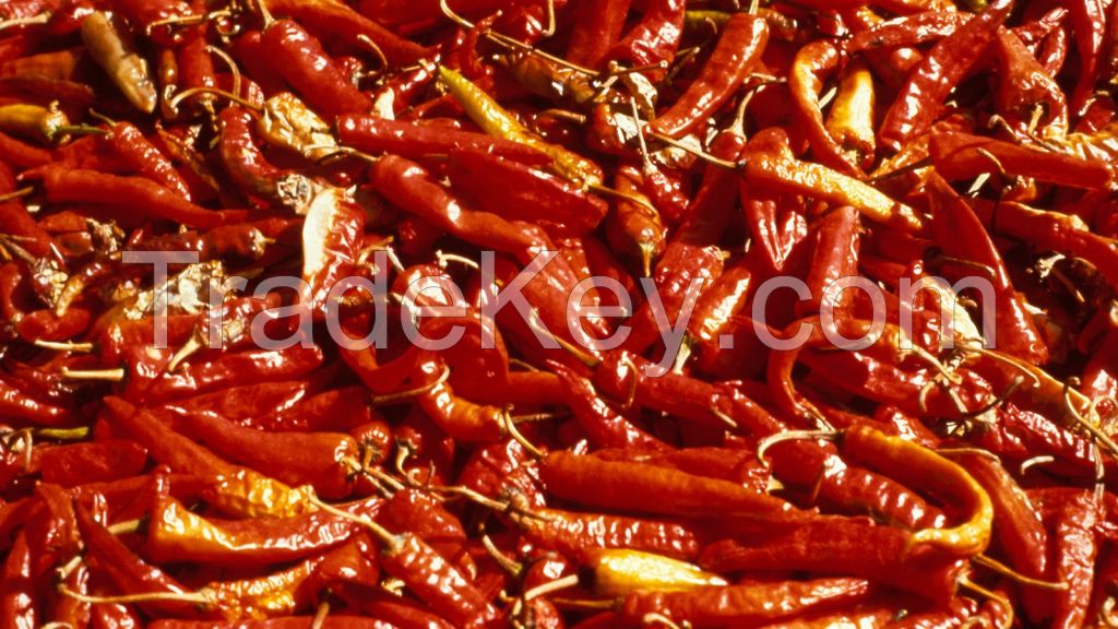 Chili pepper(legon18)
