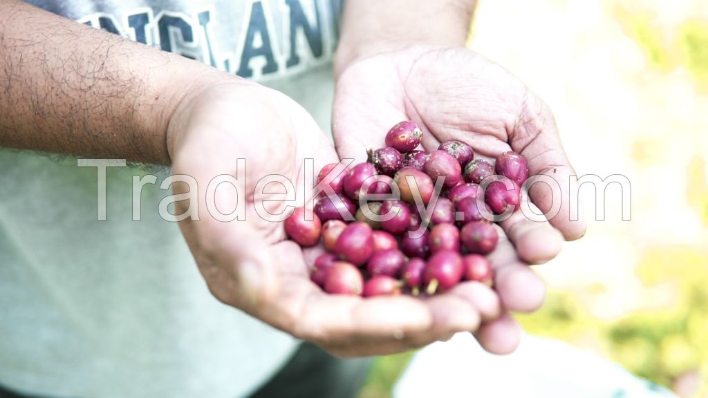 Robusta Bean