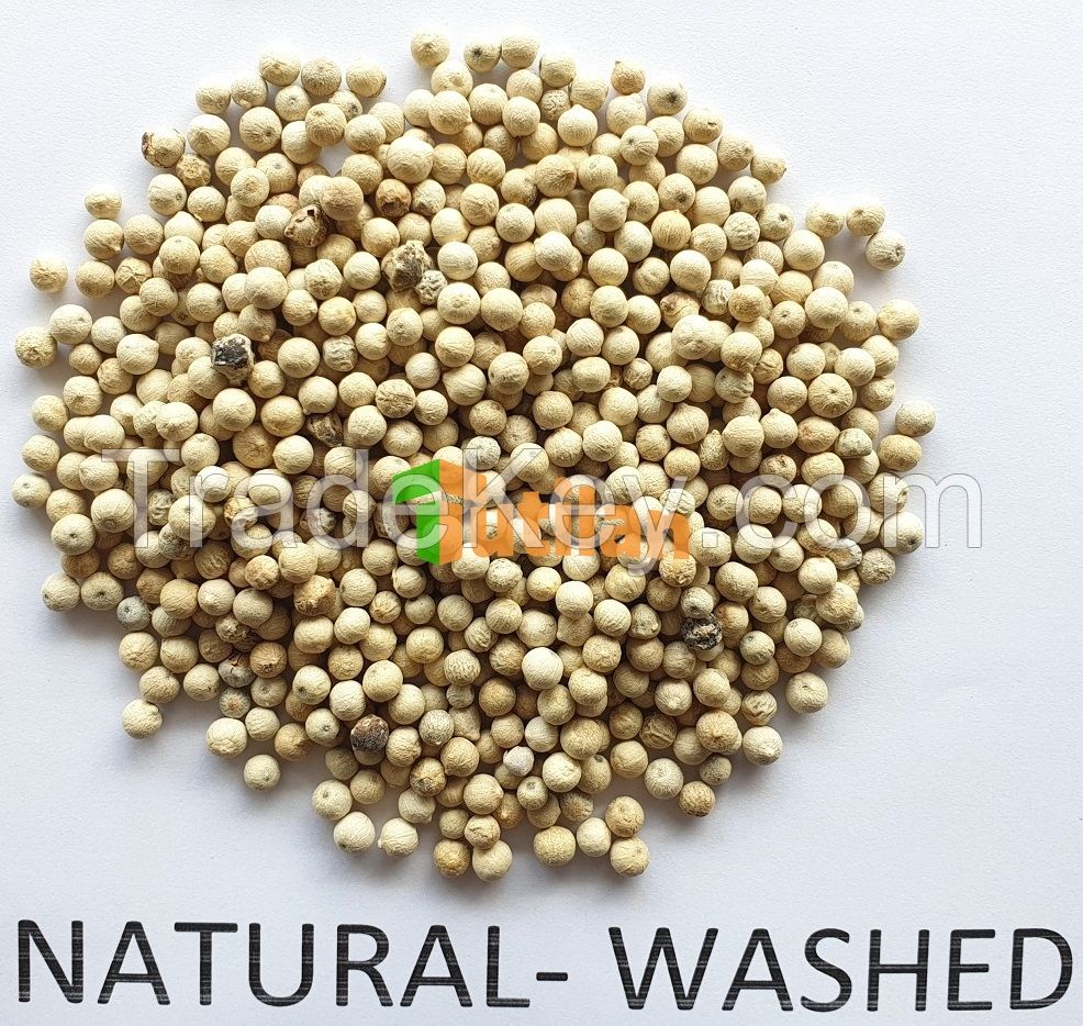 BEST PRICE FROM FACTORY FOR PURE QUALITY WHITE PEPPER DOUBLE WASHED (+84915211469)