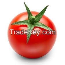 FRESH TOMATOES IN VIETNAM WITH HOT PRICE