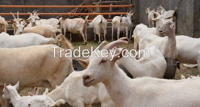 Beef And Dairy Cattle, Pigs, Goats