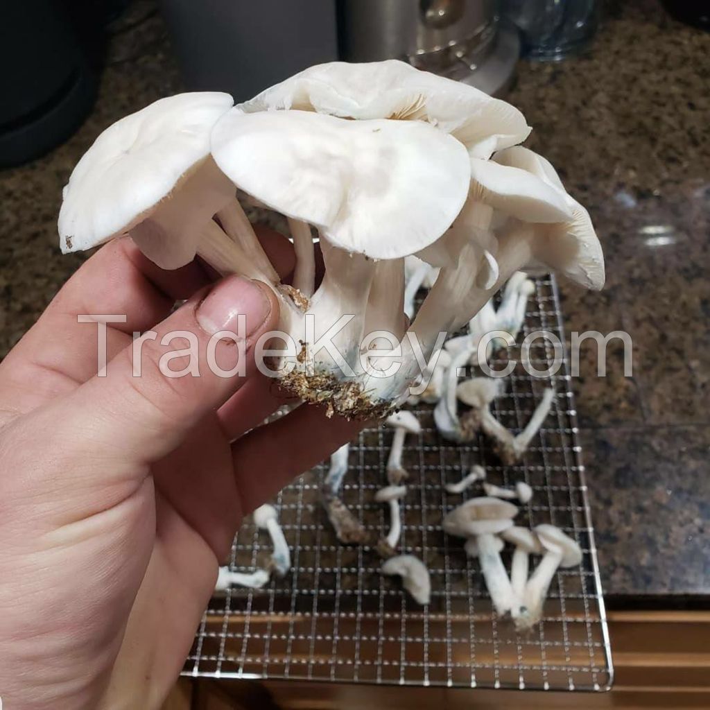 Pavement Mushroom Agaricus bitorquis