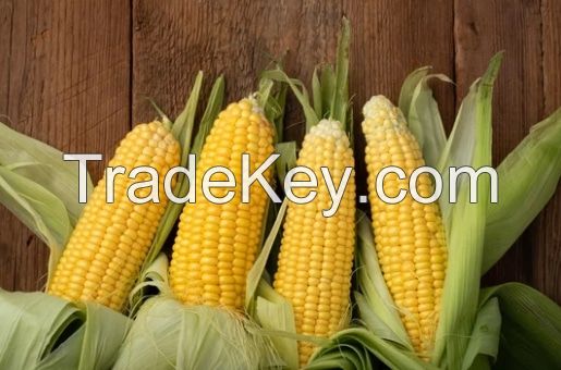 Yellow Corn