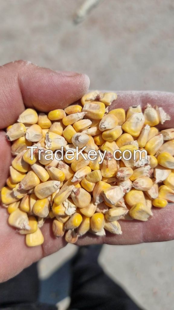 Yellow Corn 13.9-14.1% Humidity