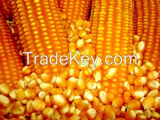 corn