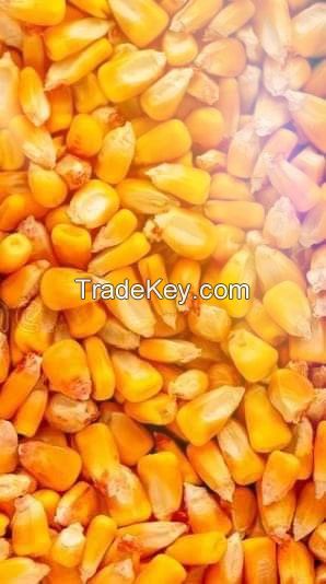 YELLOW CORN