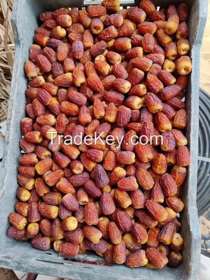 Fresh Dates, Semi dry dates, dried dates