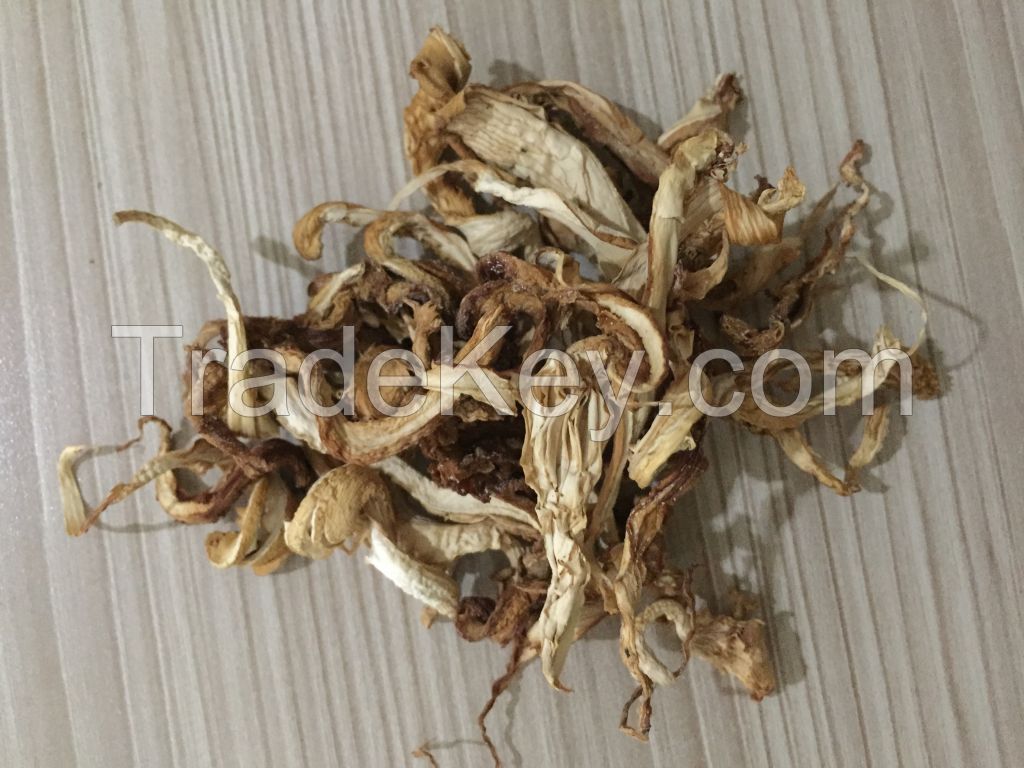 Oyster Mushroom powder or dried JAMURINDO